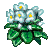 Visit my Saintpaulia in Flowergame!