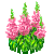 Visit my Common snapdragon in Flowergame!