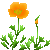 Visit my California Poppy in Flowergame!