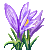 Visit my Crocus in Flowergame!