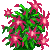 Visit my Christmas Cactus in Flowergame!